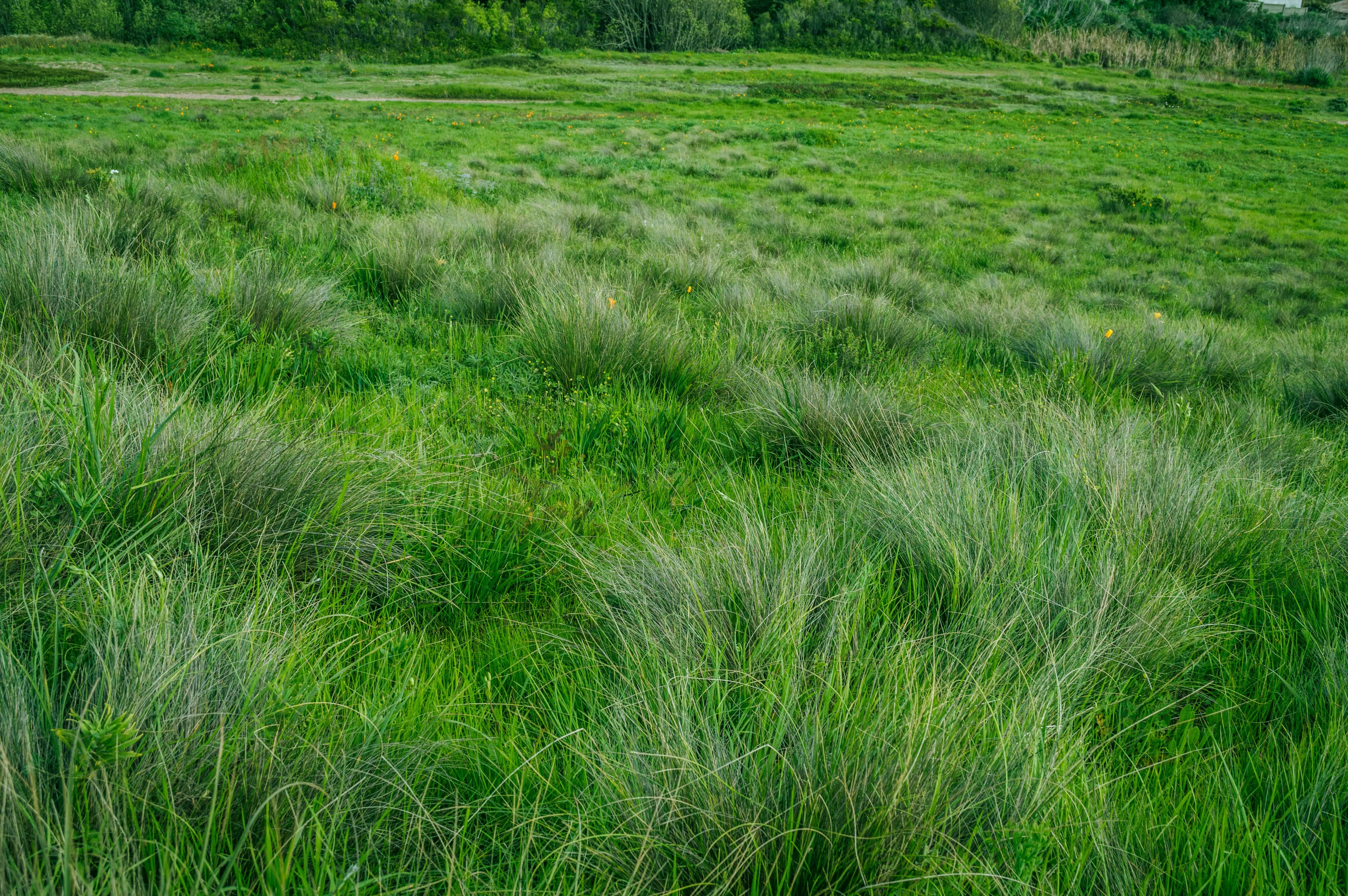 Overseeding service for thin lawn Georgetown TX — Georgetown Lawn Pros